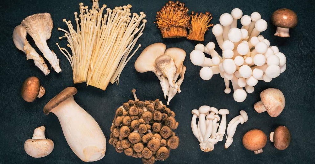 Exploring the Power of Functional Mushrooms: Elevating Fitness and Nourishing the Mind