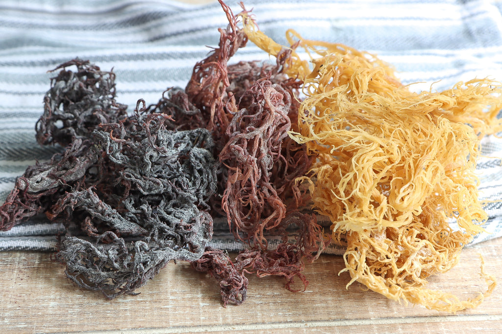 Discovering the Power of Sea Vegetables: Embracing Irish Sea Moss and its Healthful Companions
